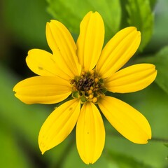Sunny bloom portrait vibrant yellow petals