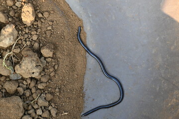 Indotyphlops braminus snake. Its common name brahminy blind snake and blind worm snake. It is a non venomous blind snake species, found mostly in Africa and Asia. Its fossorial or  burrowing reptile.
