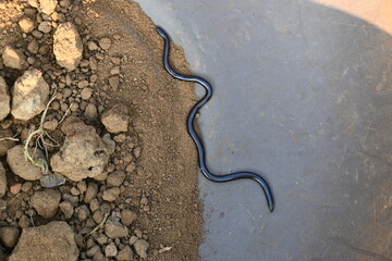 Indotyphlops braminus snake. Its common name brahminy blind snake and blind worm snake. It is a non venomous blind snake species, found mostly in Africa and Asia. Its fossorial or  burrowing reptile.
