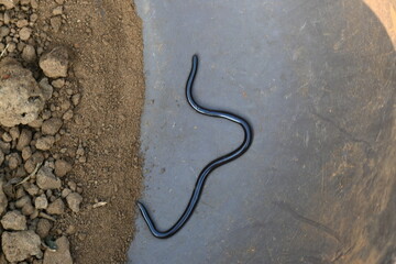 Indotyphlops braminus snake. Its common name brahminy blind snake and blind worm snake. It is a non venomous blind snake species, found mostly in Africa and Asia. Its fossorial or  burrowing reptile.
