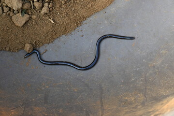 Indotyphlops braminus snake. Its common name brahminy blind snake and blind worm snake. It is a non venomous blind snake species, found mostly in Africa and Asia. Its fossorial or  burrowing reptile.
