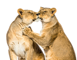 Two lionesses affectionately touching their faces, eyes closed against a stark black background