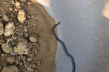 Indotyphlops braminus snake. Its common name brahminy blind snake and blind worm snake. It is a non venomous blind snake species, found mostly in Africa and Asia. Its fossorial or  burrowing reptile.
