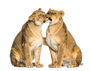 Two lionesses resting close, one licking the other. On black, they appear peaceful and affectionate