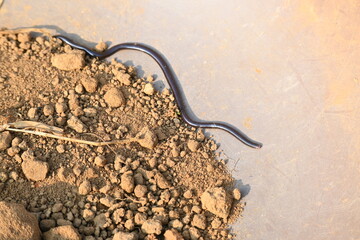 Indotyphlops braminus snake. Its common name brahminy blind snake and blind worm snake. It is a non venomous blind snake species, found mostly in Africa and Asia. Its fossorial or  burrowing reptile.
