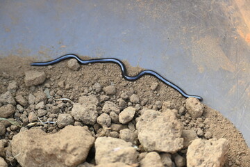 Indotyphlops braminus snake. Its common name brahminy blind snake and blind worm snake. It is a non venomous blind snake species, found mostly in Africa and Asia. Its fossorial or  burrowing reptile.
