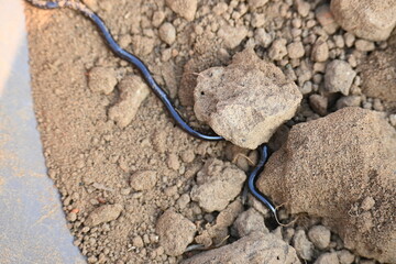 Indotyphlops braminus snake. Its common name brahminy blind snake and blind worm snake. It is a non venomous blind snake species, found mostly in Africa and Asia. Its fossorial or  burrowing reptile.
