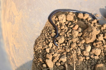 Indotyphlops braminus snake. Its common name brahminy blind snake and blind worm snake. It is a...