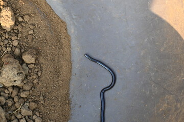 Indotyphlops braminus snake. Its common name brahminy blind snake and blind worm snake. It is a...