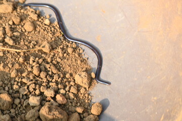 Indotyphlops braminus snake. Its common name brahminy blind snake and blind worm snake. It is a non venomous blind snake species, found mostly in Africa and Asia. Its fossorial or  burrowing reptile.
