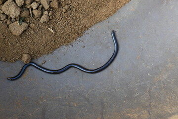 Indotyphlops braminus snake. Its common name brahminy blind snake and blind worm snake. It is a non venomous blind snake species, found mostly in Africa and Asia. Its fossorial or  burrowing reptile.
