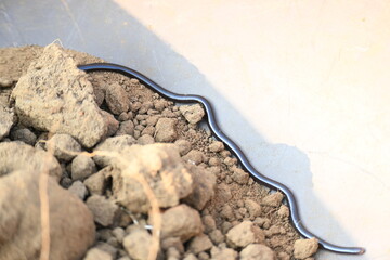 Indotyphlops braminus snake. Its common name brahminy blind snake and blind worm snake. It is a non venomous blind snake species, found mostly in Africa and Asia. Its fossorial or  burrowing reptile.
