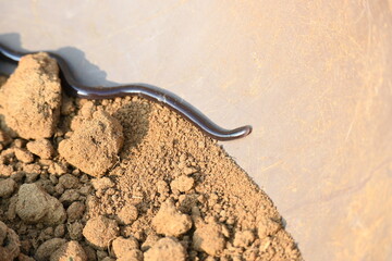 Indotyphlops braminus snake. Its common name brahminy blind snake and blind worm snake. It is a non venomous blind snake species, found mostly in Africa and Asia. Its fossorial or  burrowing reptile.
