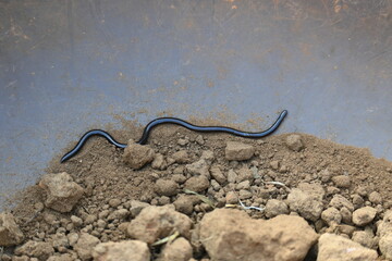 Indotyphlops braminus snake. Its common name brahminy blind snake and blind worm snake. It is a non venomous blind snake species, found mostly in Africa and Asia. Its fossorial or  burrowing reptile.
