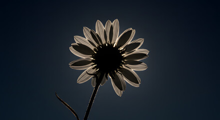 Illuminated Daisy A Study in Light and Shadow.