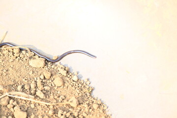 Indotyphlops braminus snake. Its common name brahminy blind snake and blind worm snake. It is a...