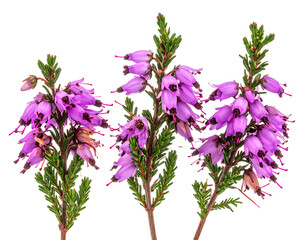 Trio of heather sprigs in bloom with small, delicate purple blossoms against a transparent background