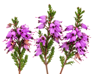 Trio of heather sprigs in bloom with small, delicate purple blossoms against a transparent background