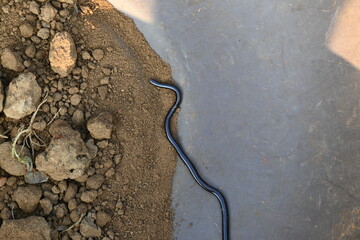 Indotyphlops braminus snake. Its common name brahminy blind snake and blind worm snake. It is a...