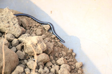 Indotyphlops braminus snake. Its common name brahminy blind snake and blind worm snake. It is a non venomous blind snake species, found mostly in Africa and Asia. Its fossorial or  burrowing reptile.
