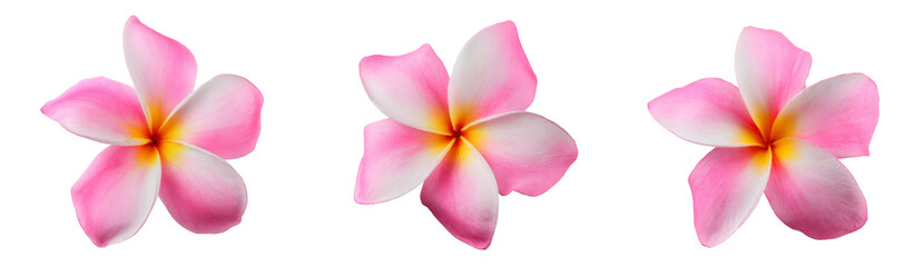 pink plumeria flowers isolated on white background