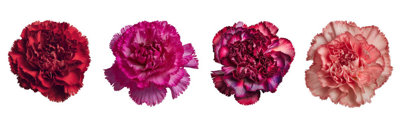 carnation flowers, isolated on white background