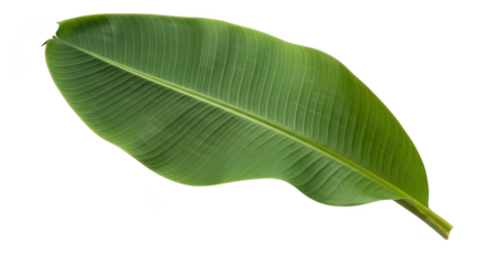 Fresh Green Banana Leaf Isolated On Black Background