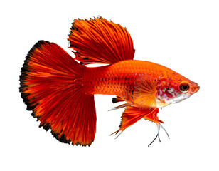 Vibrant red guppy with flowing tail and fins against a dark background, showcasing bright colors and intricate patterns
