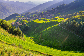 Longji rice terraces during summertime, Guilin, China, green color of the terraces