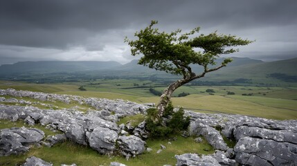 windswept. Solitary tree growing from rock crevice with windswept branches against dramatic sky. travel magazines, destination branding, designed for outdoor magazines and nature guides.