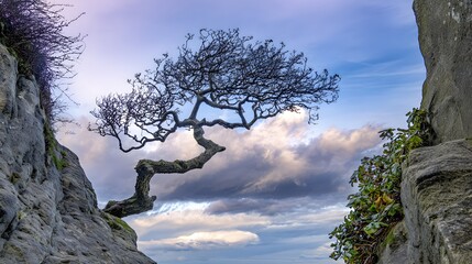 windswept. Solitary tree growing from rock crevice with windswept branches against dramatic sky. travel magazines, destination branding, designed for outdoor magazines and nature guides.
