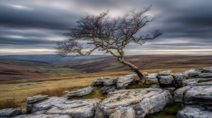 windswept. Solitary tree growing from rock crevice with windswept branches against dramatic sky. travel magazines, destination branding, designed for outdoor magazines and nature guides.