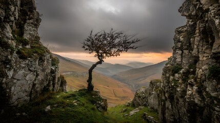 windswept. Solitary tree growing from rock crevice with windswept branches against dramatic sky. travel magazines, destination branding, designed for outdoor magazines and nature guides.