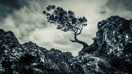 windswept. Solitary tree growing from rock crevice with windswept branches against dramatic sky. travel magazines, destination branding, designed for outdoor magazines and nature guides.