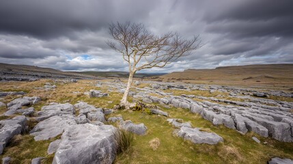 windswept. Solitary tree growing from rock crevice with windswept branches against dramatic sky. travel magazines, destination branding, designed for outdoor magazines and nature guides.