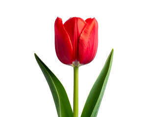 Vibrant red tulip blossom on a black backdrop, highlighting its graceful petals and slender green leaves