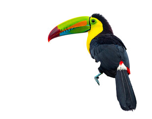 Vibrant toucan bird perched. Striking rainbow beak with red, green, blue, yellow, with dark feathers and tail spots