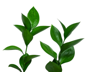 Two bright green leafy stems ascend against a stark black backdrop, showcasing fresh, glossy foliage