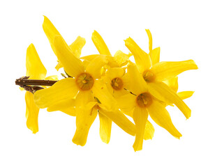 Vibrant yellow forsythia blossoms clustered on a thin branch, isolated against a stark black background