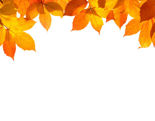 Vivid autumnal leaves in warm hues, forming a decorative top border against a stark black background