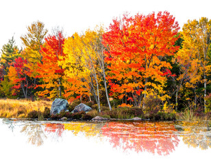 Vivid autumn trees in red, orange, & yellow reflect in a calm body of water with rocks and grassy shore