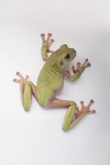Dumpy green tree frog litoria caerulea on white background