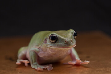 Dumpy green tree frog litoria caerulea on black background