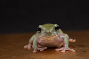 Dumpy green tree frog litoria caerulea on black background