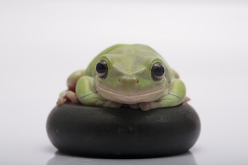 Dumpy green tree frog litoria caerulea on white background