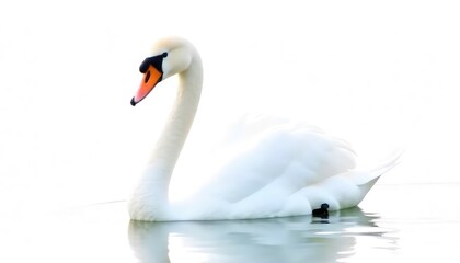 A serene swan gracefully glides across the water its elegant form reflected in the tranquil surface