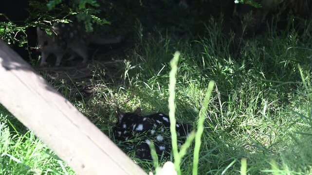 eastern Quoll, Dasyurus viverrinus, small carnivorous marsupial fast and agile solitary predator and endangered species living in a protective enclosure.