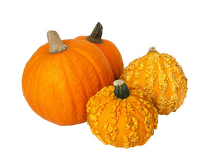 pumpkins isolated on white background.