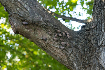 Lanternflies and Egg Masses Showing Natural Camouflage on Tree Trunk