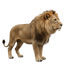 Obraz premium Powerful and majestic standing lion isolated on white background, showcasing muscular body, detailed mane, and fierce expression, symbolizing strength, wildlife, and natural beauty – Oil Painting